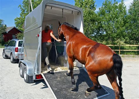 trailer de caballos